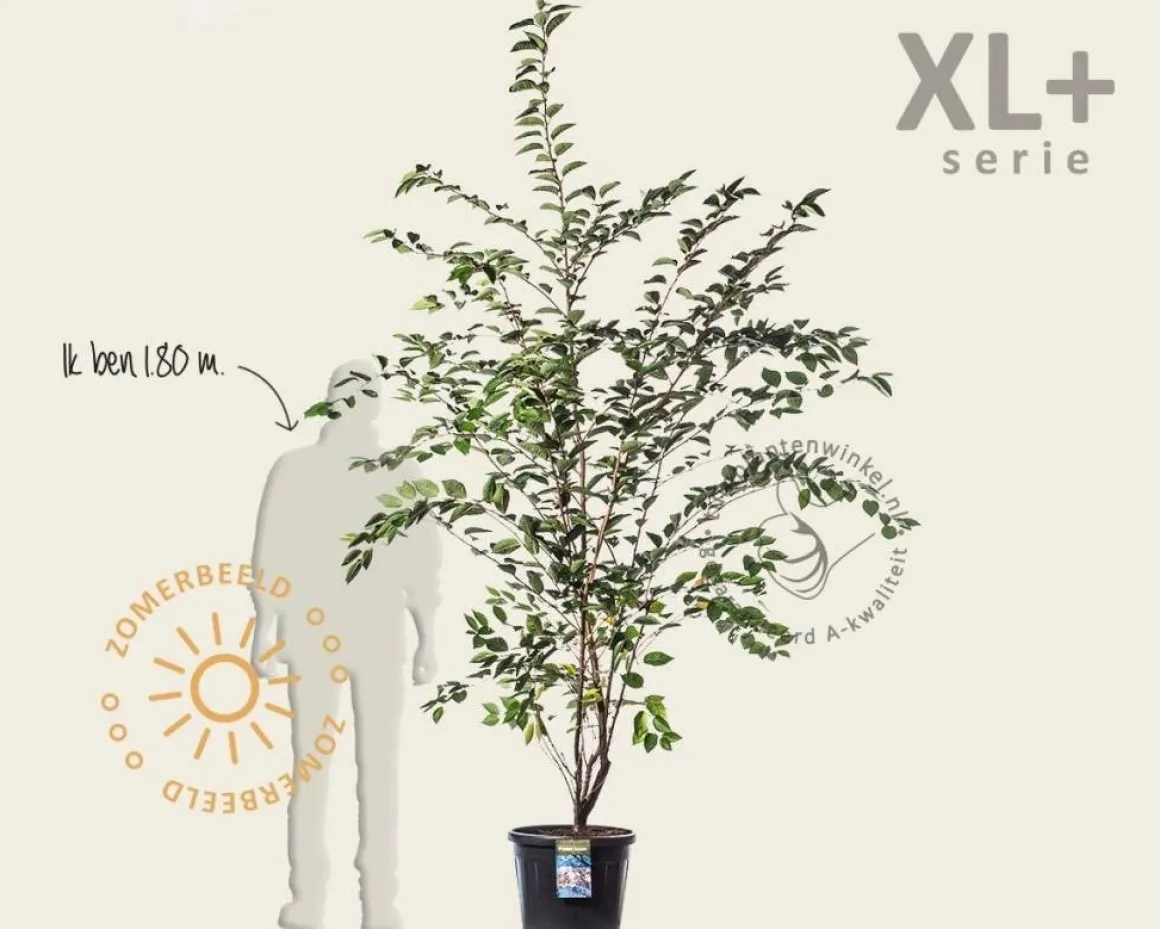 Prunus 'Accolade' - XL+