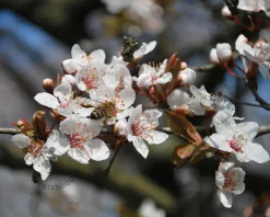 Prunus armeniaca 'Bergeron' - halfstam