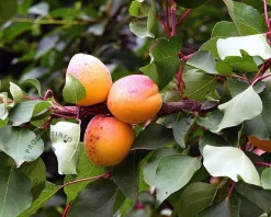 Prunus armeniaca 'Bergeron' - halfstam