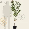 Prunus armeniaca 'Bergeron' - laagstam