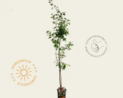 Prunus armeniaca 'Tros Oranje' - laagstam