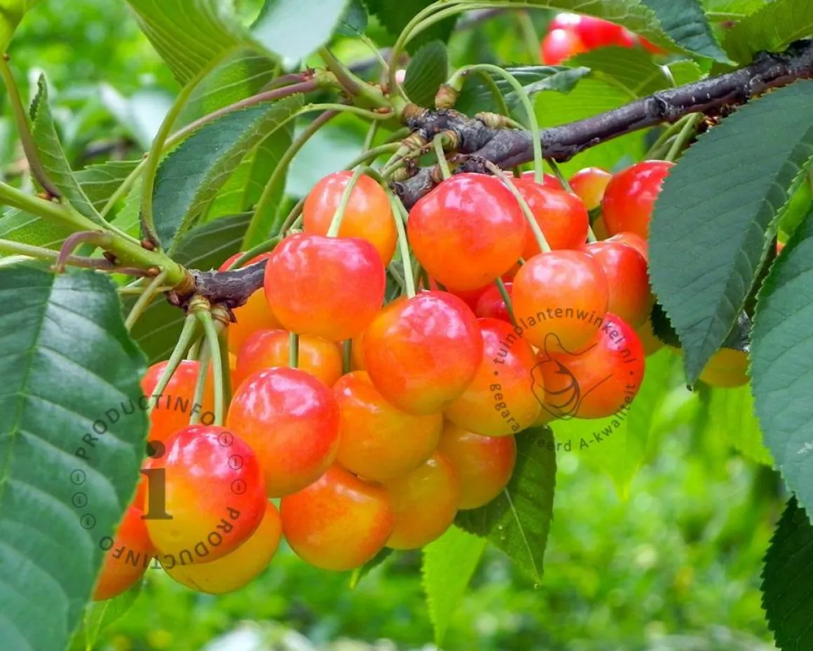 Prunus avium 'Bigarreau Napoleon' - laagstam