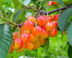 Prunus avium 'Bigarreau Napoleon' - halfstam