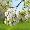 Prunus avium 'Dönissens Gelbe' - halfstam