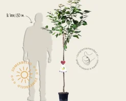 Prunus avium 'Dönissens Gelbe' - halfstam