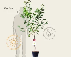 Prunus avium 'Dönissens Gelbe' - laagstam