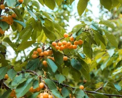 Prunus avium 'Dönissens Gelbe' - mini