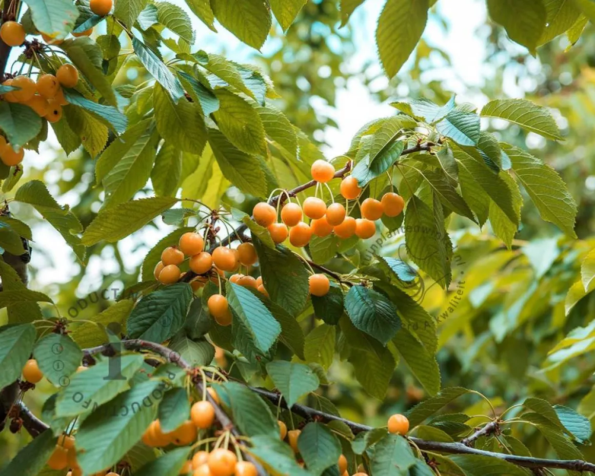 Prunus avium 'Dönissens Gelbe' - mini