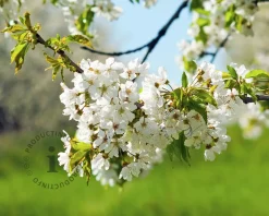Prunus avium 'Dubbele Meikers' - halfstam