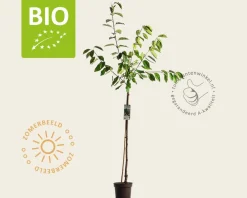 Prunus avium 'Hedelfinger' - BIO halfstam