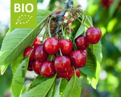 Prunus avium 'Hedelfinger' - BIO laagstam