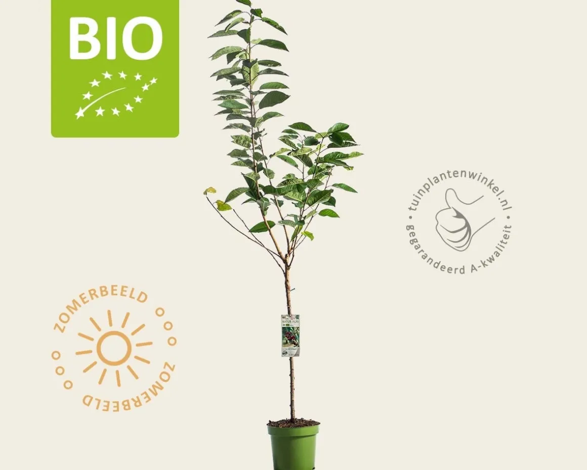 Prunus avium 'Hedelfinger' - BIO laagstam