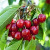 Prunus avium 'Hedelfinger' - mini