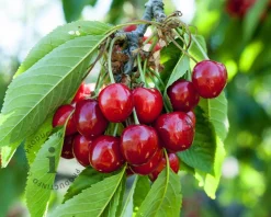 Prunus avium 'Hedelfinger' - mini