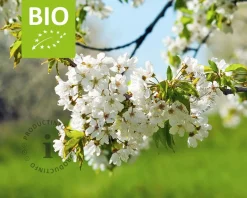 Prunus avium 'Kordia' - BIO laagstam