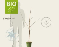 Prunus avium 'Kordia' - BIO laagstam