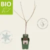 Prunus avium 'Kordia' - BIO mini
