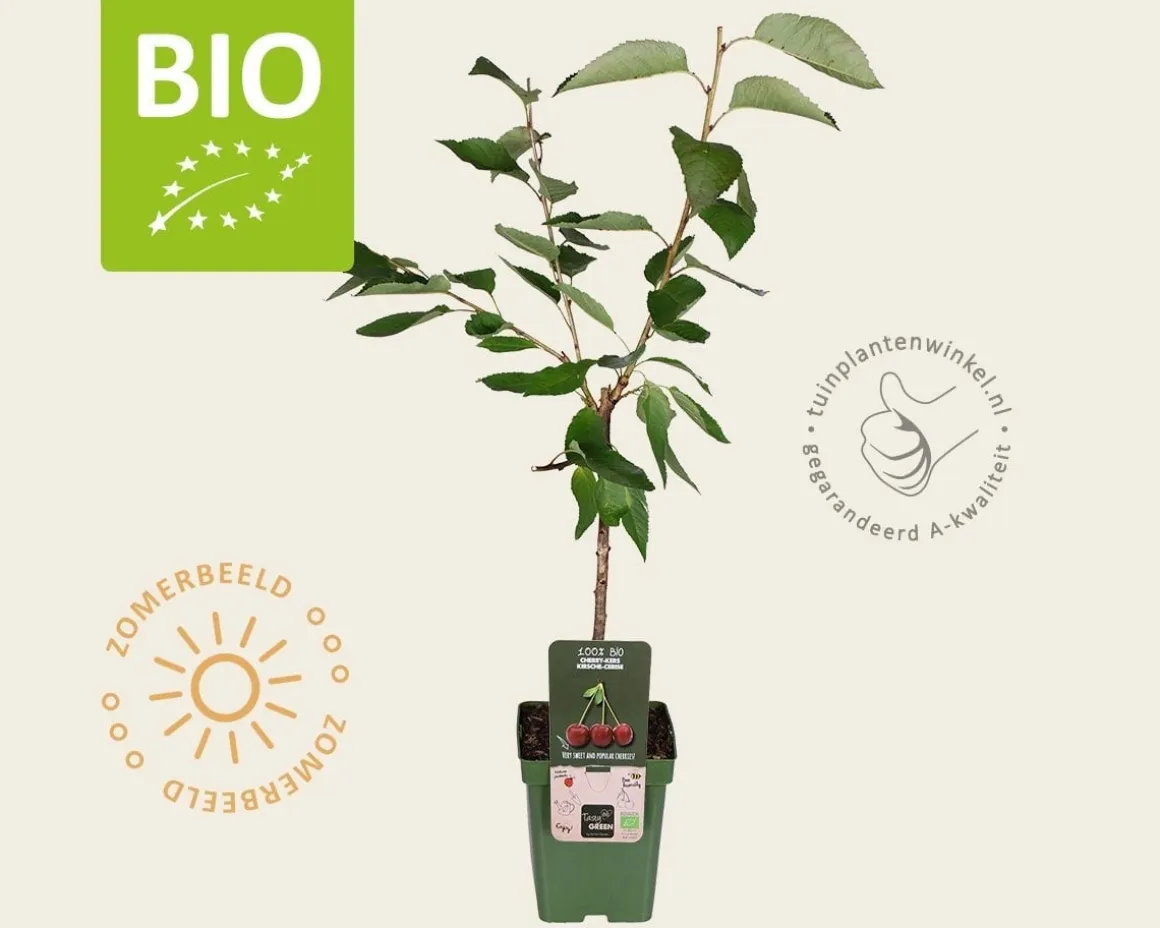 Prunus avium 'Kordia' - BIO mini