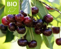 Prunus avium 'Kordia' - BIO mini