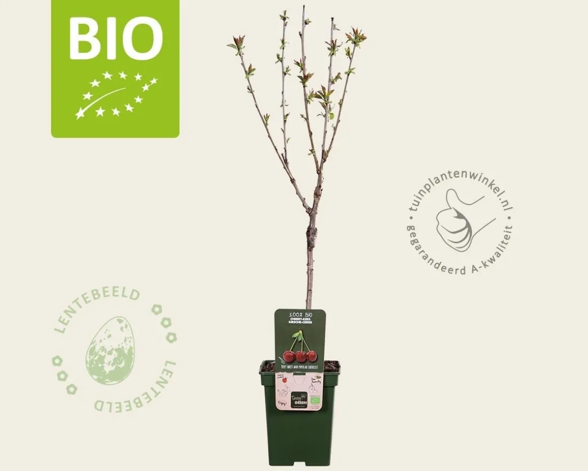 Prunus avium 'Kordia' - BIO mini