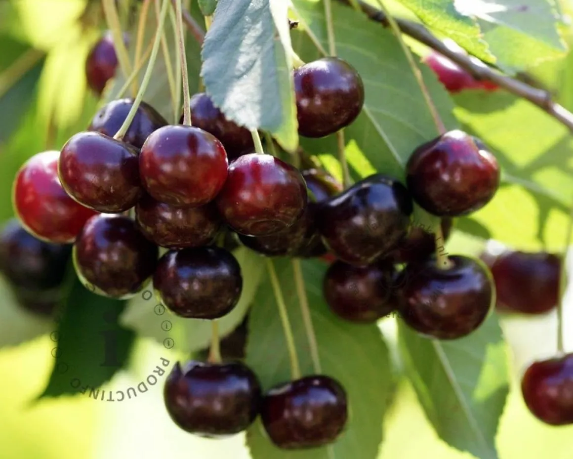 Prunus avium 'Kordia' - hoogstam