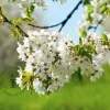 Prunus avium 'Kordia' - laagstam