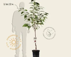 Prunus avium 'Kordia' - laagstam