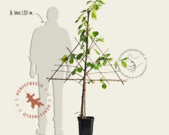 Prunus avium 'Kordia' - lei-vorm