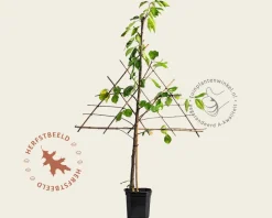Prunus avium 'Kordia' - lei-vorm