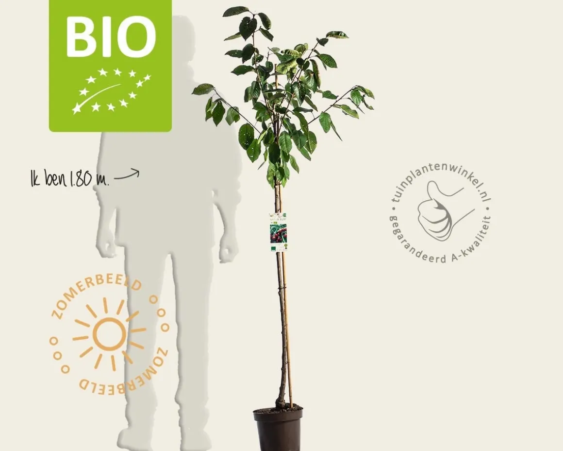 Prunus avium 'Lapins' - BIO halfstam