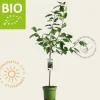 Prunus avium 'Lapins' - BIO laagstam