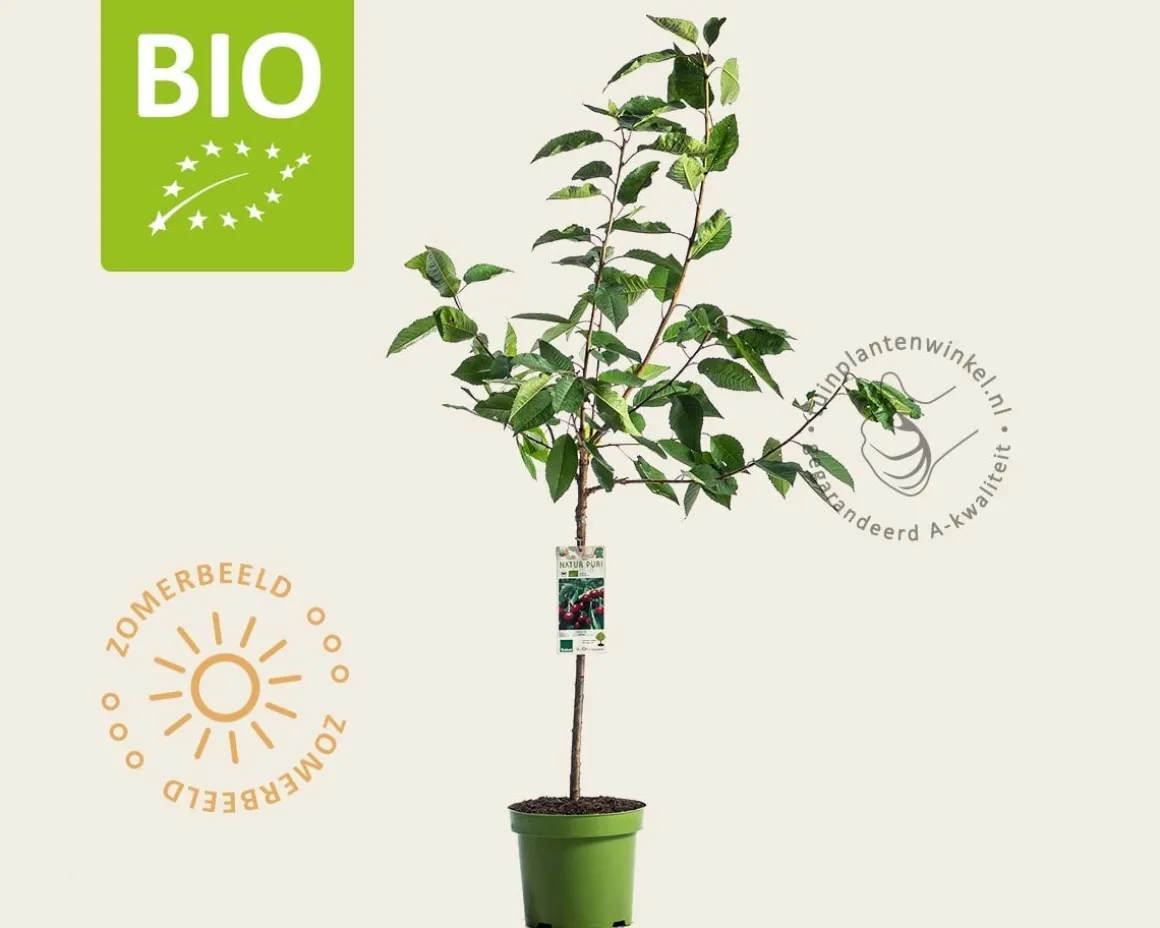 Prunus avium 'Lapins' - BIO laagstam