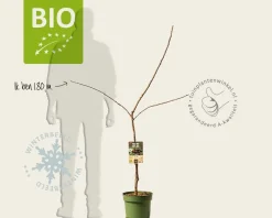 Prunus avium 'Lapins' - BIO laagstam