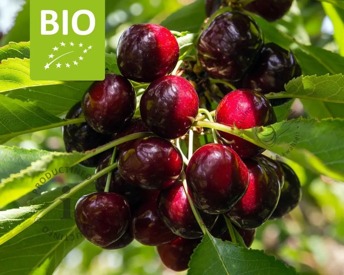 Prunus avium 'Lapins' - BIO laagstam