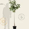 Prunus avium 'Lapins' - halfstam