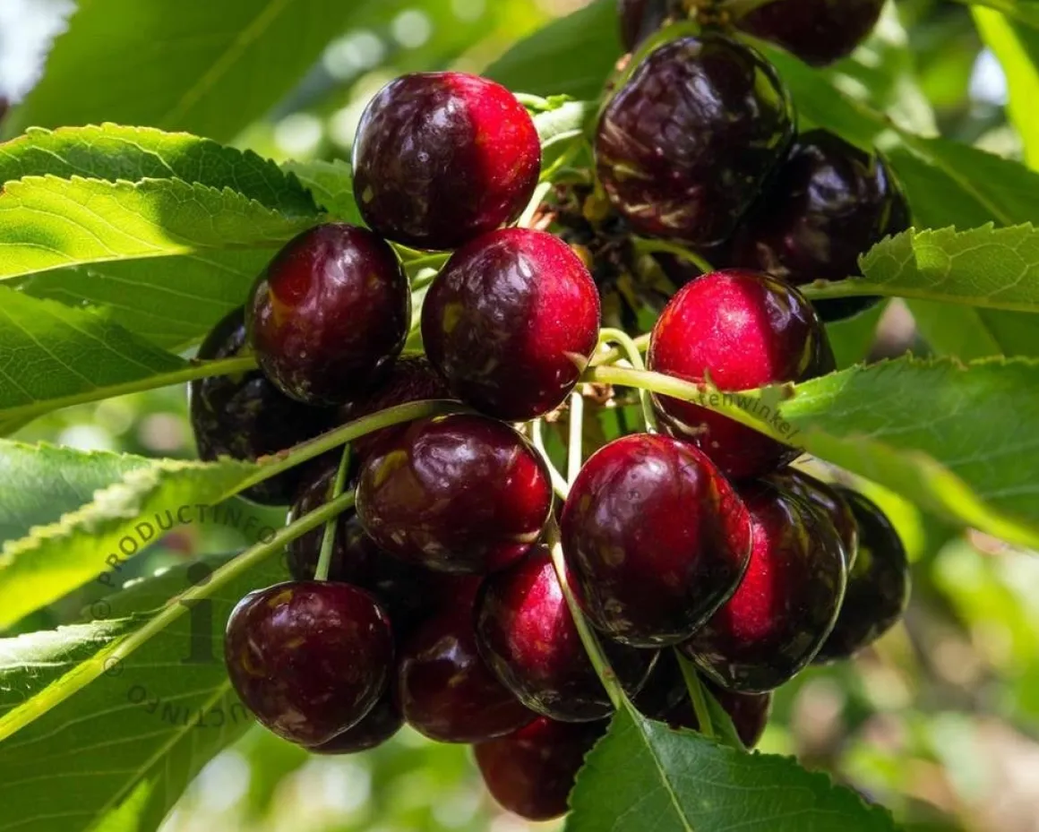 Prunus avium 'Lapins' - halfstam