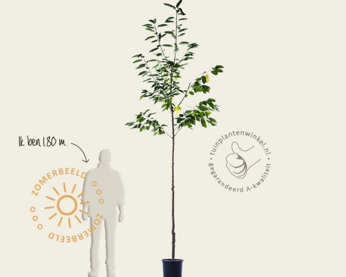 Prunus avium 'Lapins' - hoogstam