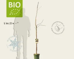 Prunus avium 'Regina' - BIO halfstam