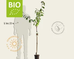 Prunus avium 'Regina' - BIO halfstam