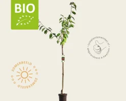 Prunus avium 'Regina' - BIO halfstam