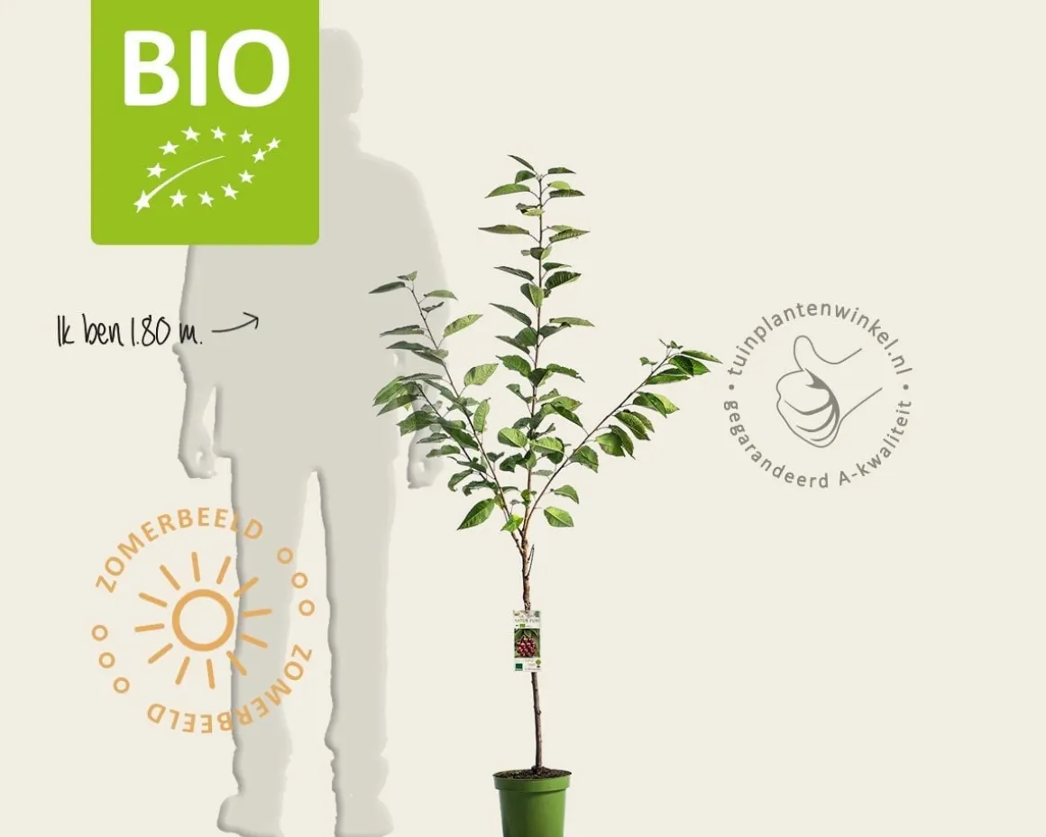 Prunus avium 'Regina' - BIO laagstam