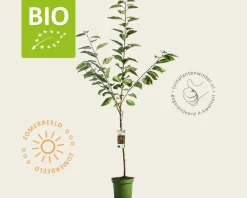 Prunus avium 'Regina' - BIO laagstam