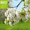 Prunus avium 'Regina' - BIO mini