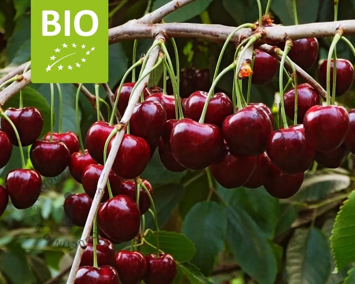 Prunus avium 'Regina' - BIO mini