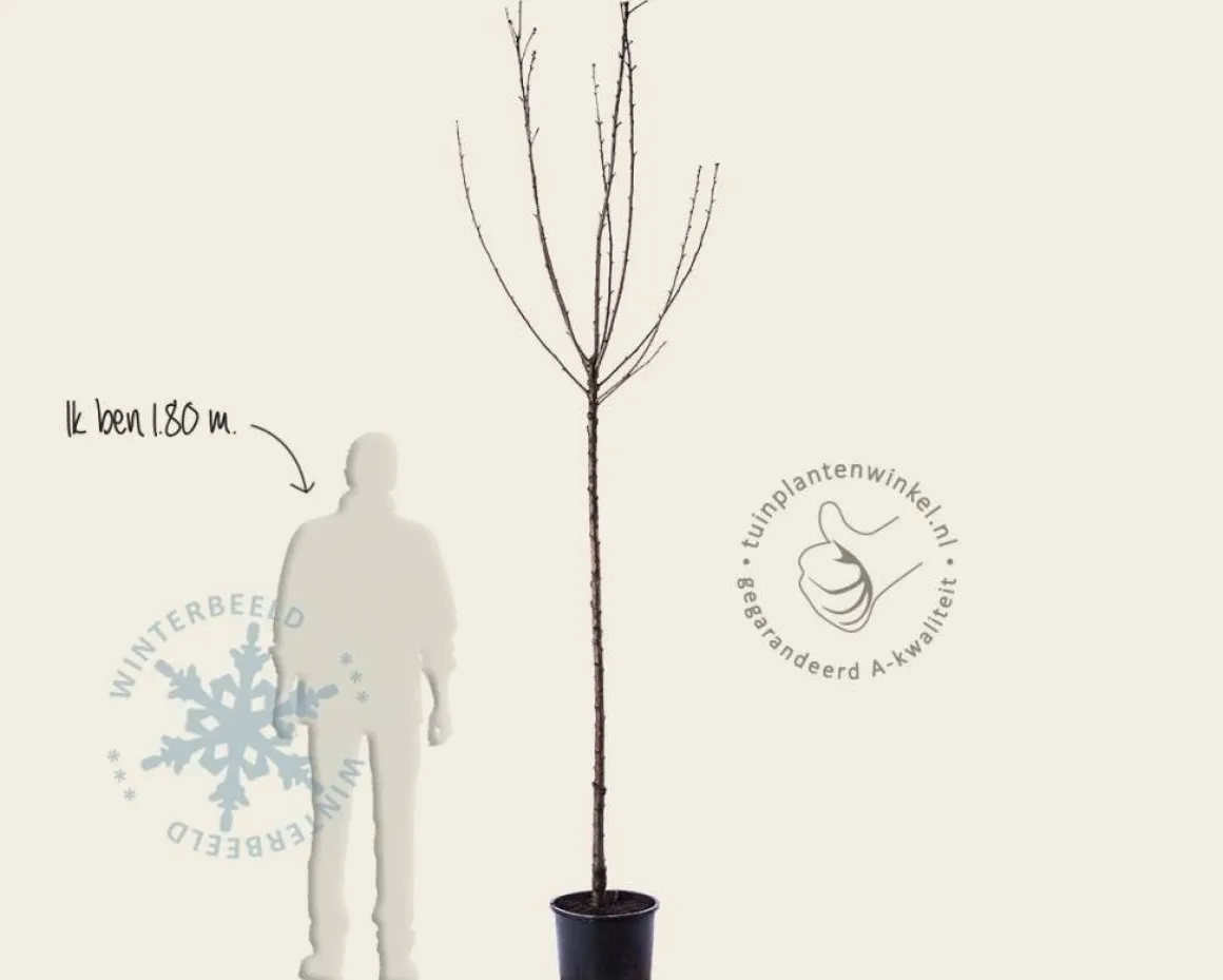 Prunus avium 'Regina' - hoogstam