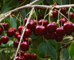 Prunus avium 'Regina' - laagstam
