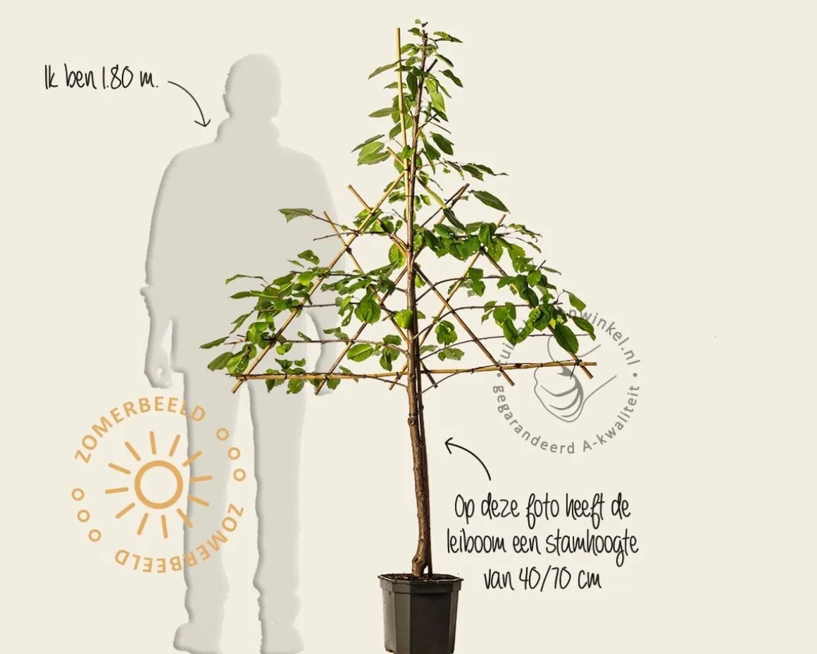 Prunus avium 'Regina' - lei-vorm