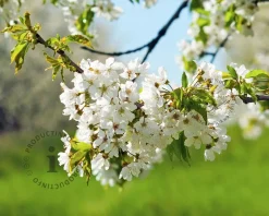 Prunus avium 'Regina' - mini
