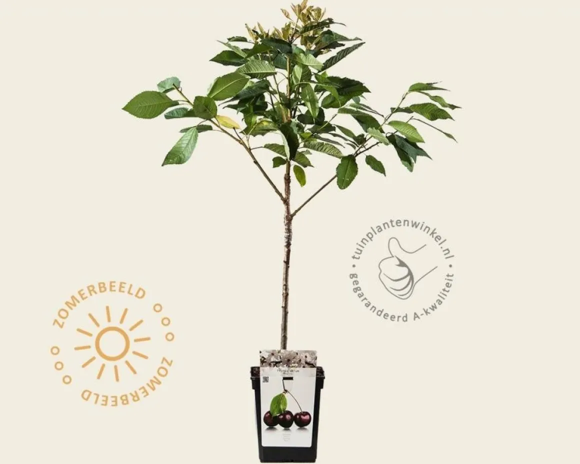 Prunus avium 'Regina' - mini