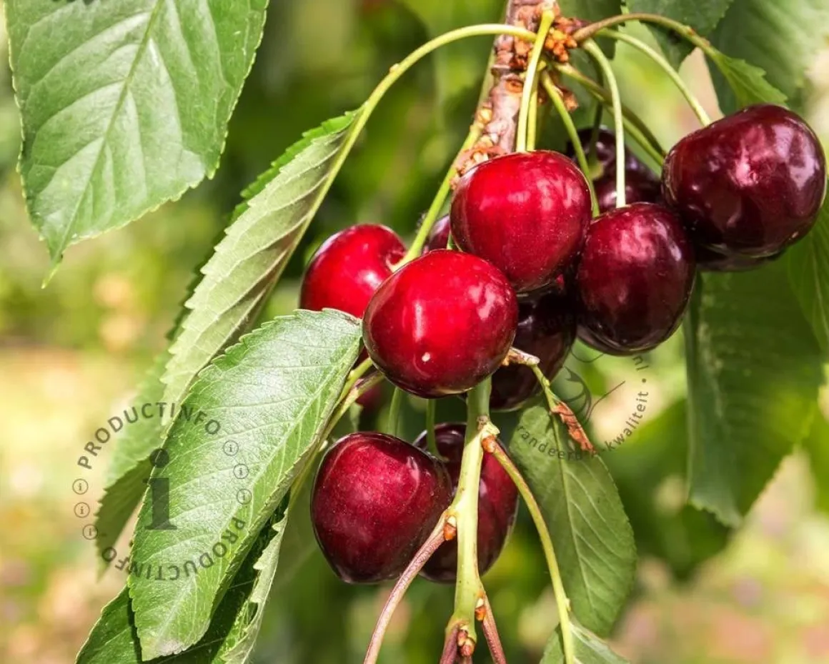 Prunus avium 'Sam' - laagstam